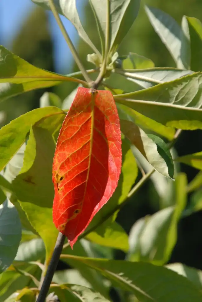 Foto de Franklinia alatamaha - Leaves:Jim Robbins