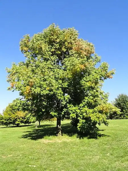 Photo of Fraxinus americana (Fraxinus americanas)