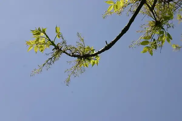 Photo of Fraxinus americana (Fraxinus americanas)