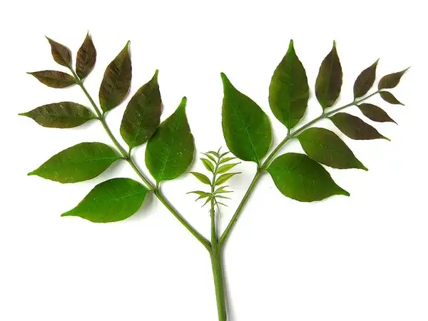 Photo of Fraxinus americana - Leaves:Virens