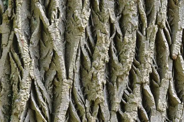 Photo of Fraxinus americana - Bark:Derek Ramsey