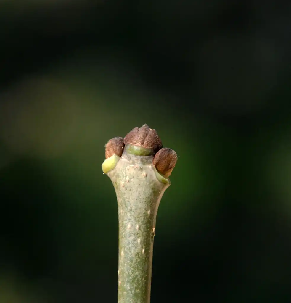 Photo of Fraxinus americana - Bud:Jim Robbins