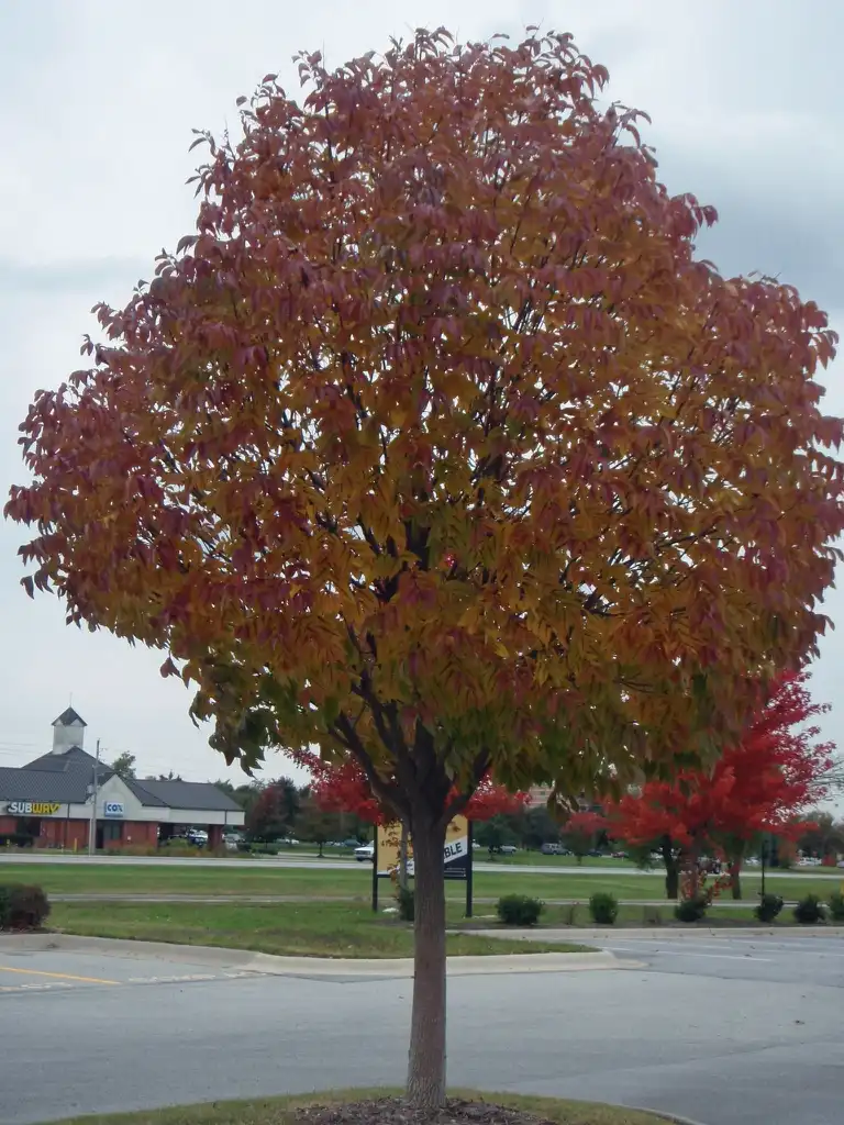 Photo of Fraxinus americana - Fall Form:Jim Robbins