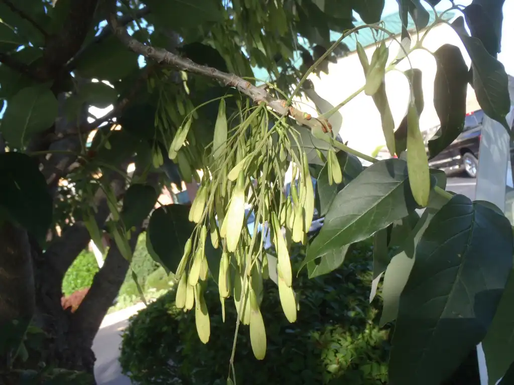 Photo of Fraxinus americana - Fruits:Jim Robbins