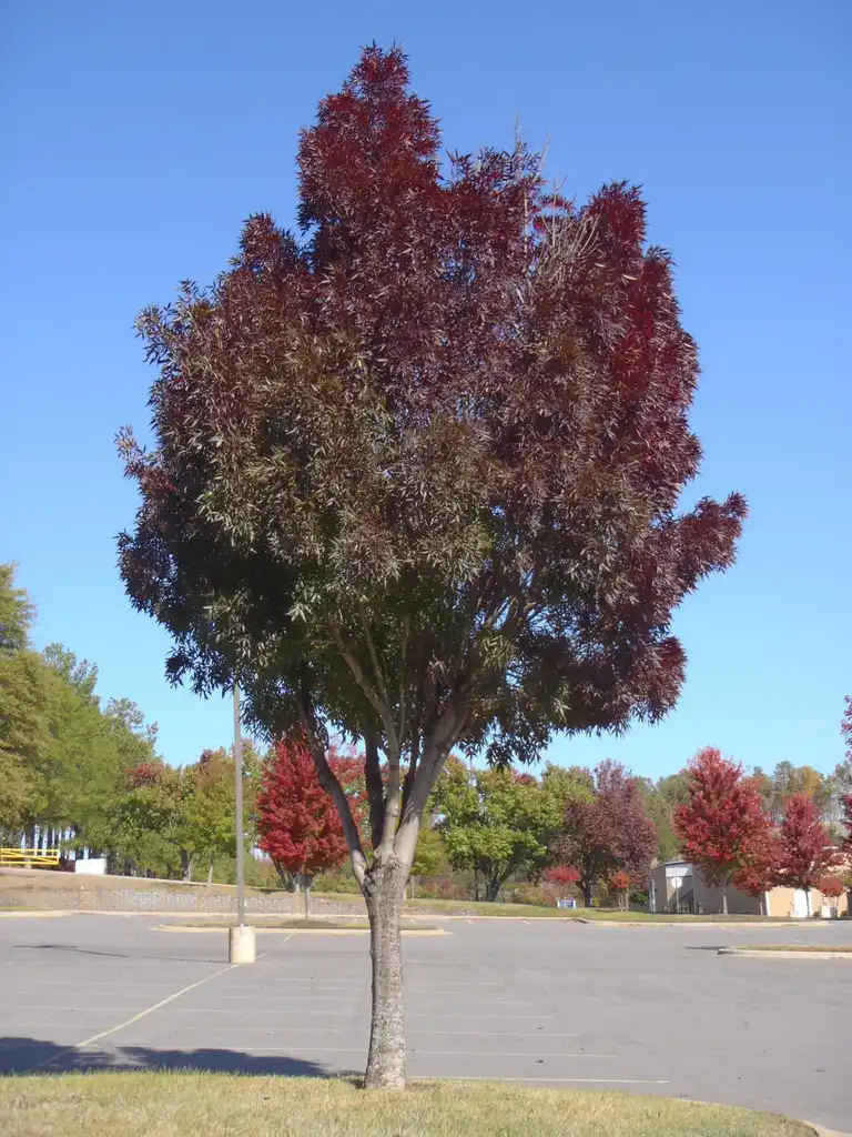 Photo of Fraxinus angustifolia subsp. oxycarpa (Fraxinus angustifolia subsp. oxycarpas)