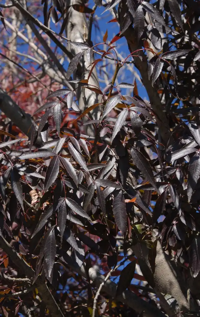 Photo of Fraxinus angustifolia subsp. oxycarpa (Fraxinus angustifolia subsp. oxycarpas)