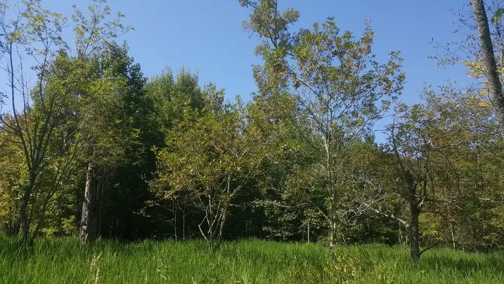 Фото Fraxinus caroliniana (Fraxinus carolinianas)