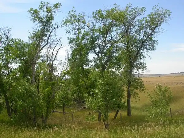 Photo of Fraxinus pennsylvanica (Fraxinus pennsylvanicas)