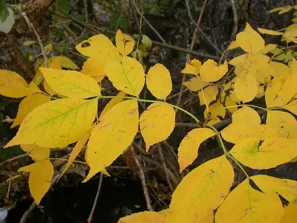 Photo of Fraxinus pennsylvanica (Fraxinus pennsylvanicas)