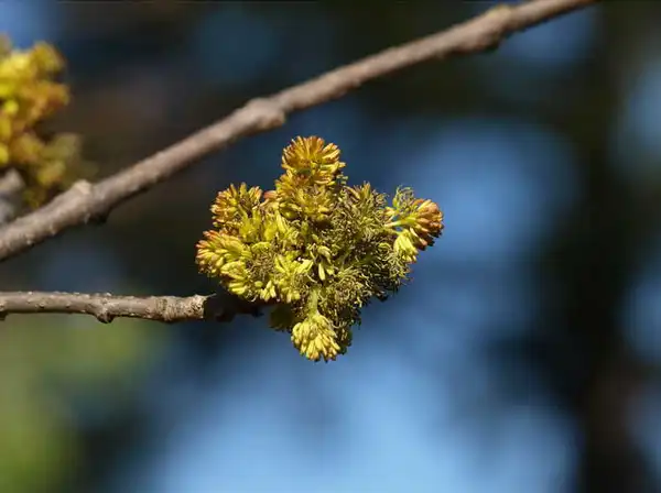 Photo of Fraxinus pennsylvanica - :J.C. Raulston Arboretum