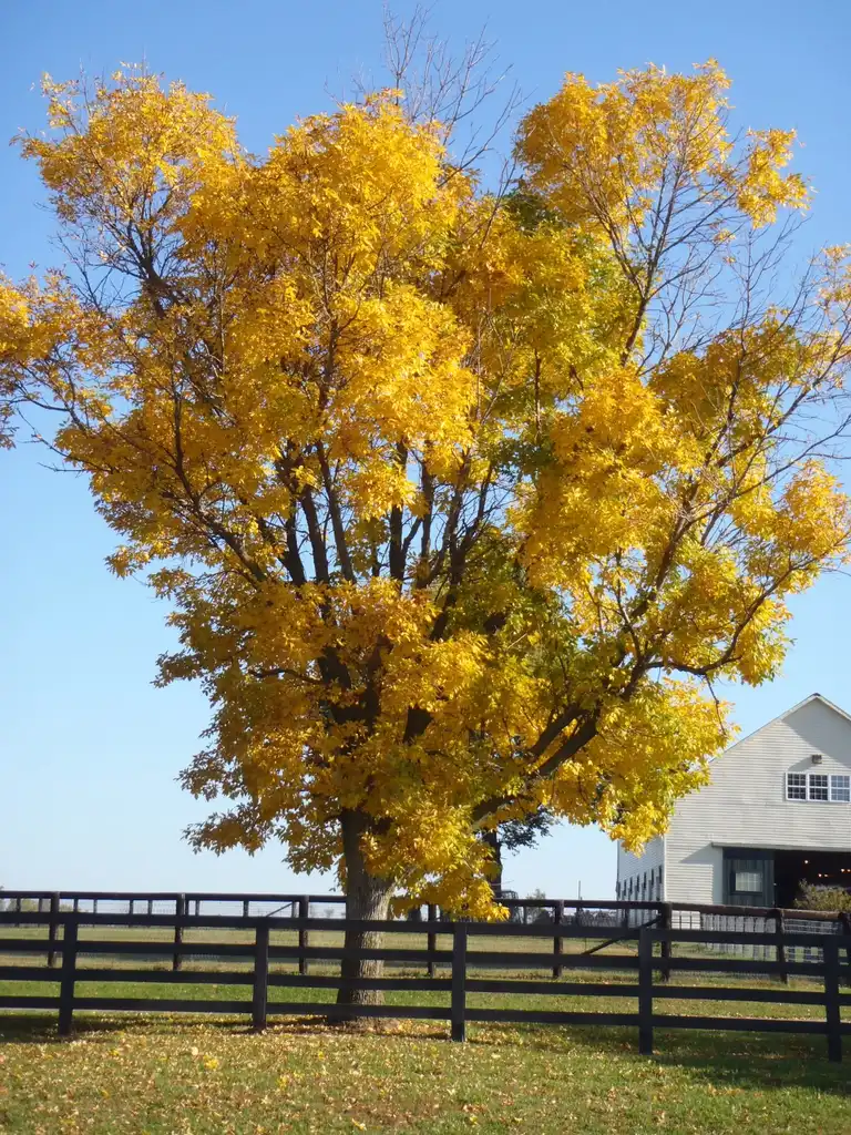 Photo of Fraxinus pennsylvanica - Fraxinus pennsylvanica Fall Color Form:Jim Robbins