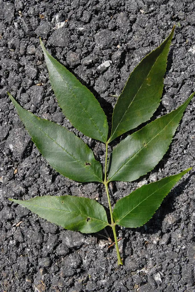 Photo of Fraxinus pennsylvanica - Fraxinus pennsylvanica Leaf:Jim Robbins