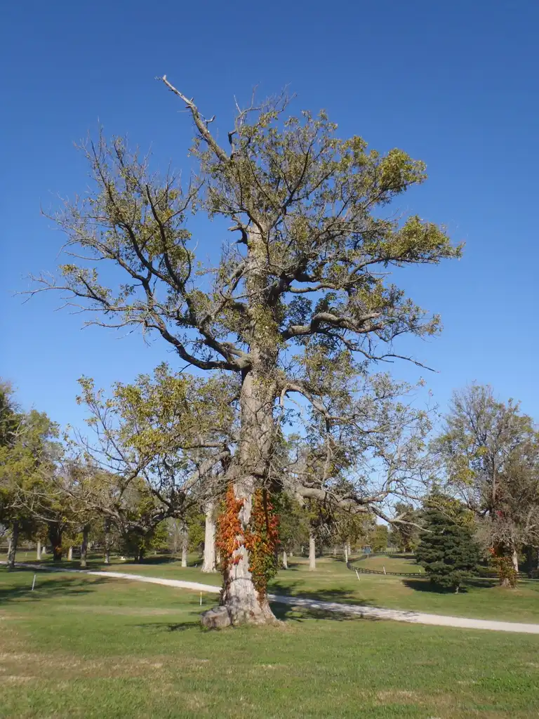 Photo of Fraxinus pennsylvanica - Fraxinus pennsylvanica Old Form:Jim Robbins