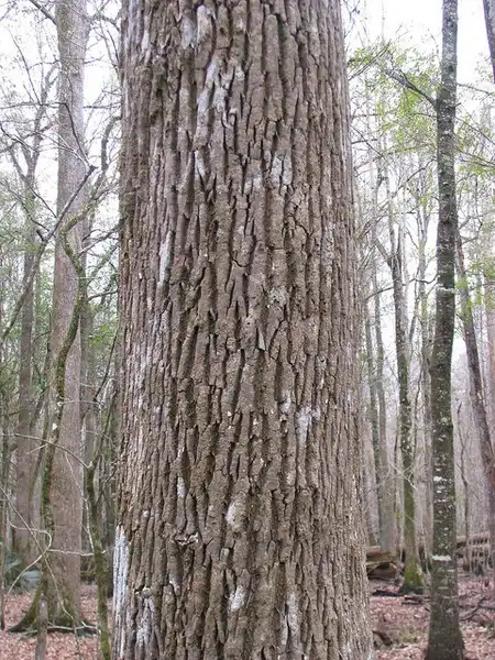 Foto de Fraxinus profunda (Fraxinus profundas)