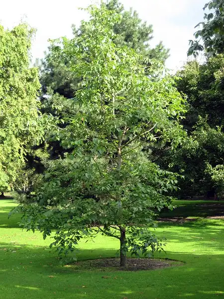 Foto de Fraxinus profunda (Fraxinus profundas)