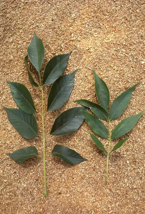 Foto de Fraxinus profunda - Leaves:T. Davis Syder