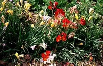 Photo of Freesia (Freesias)