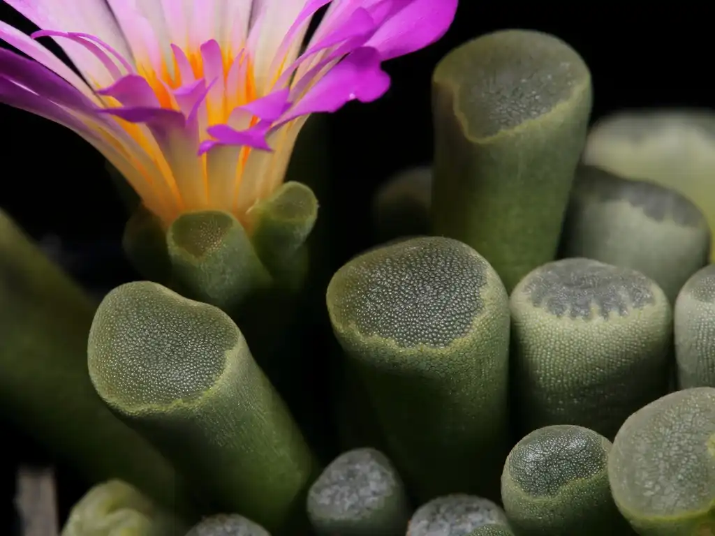 Foto de Frithia pulchra (Frithia pulchras)