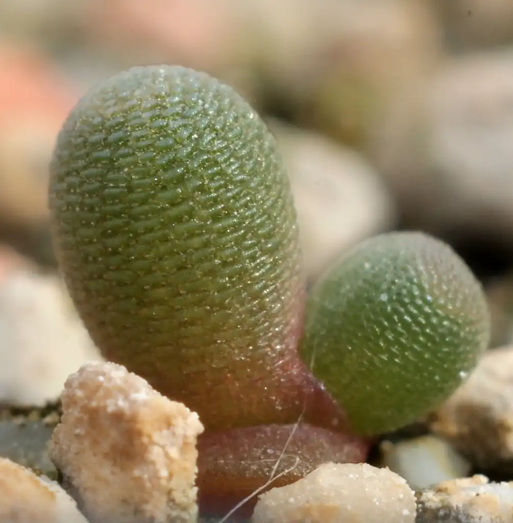 Foto de Frithia pulchra (Frithia pulchras)