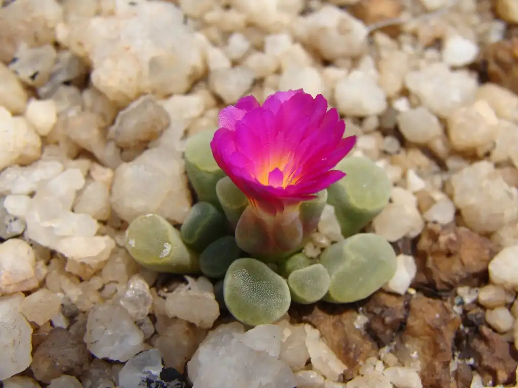 Foto de Frithia pulchra - Form:Gill Richard