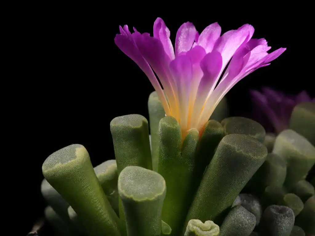 Foto de Frithia pulchra - Form:C T Johansson
