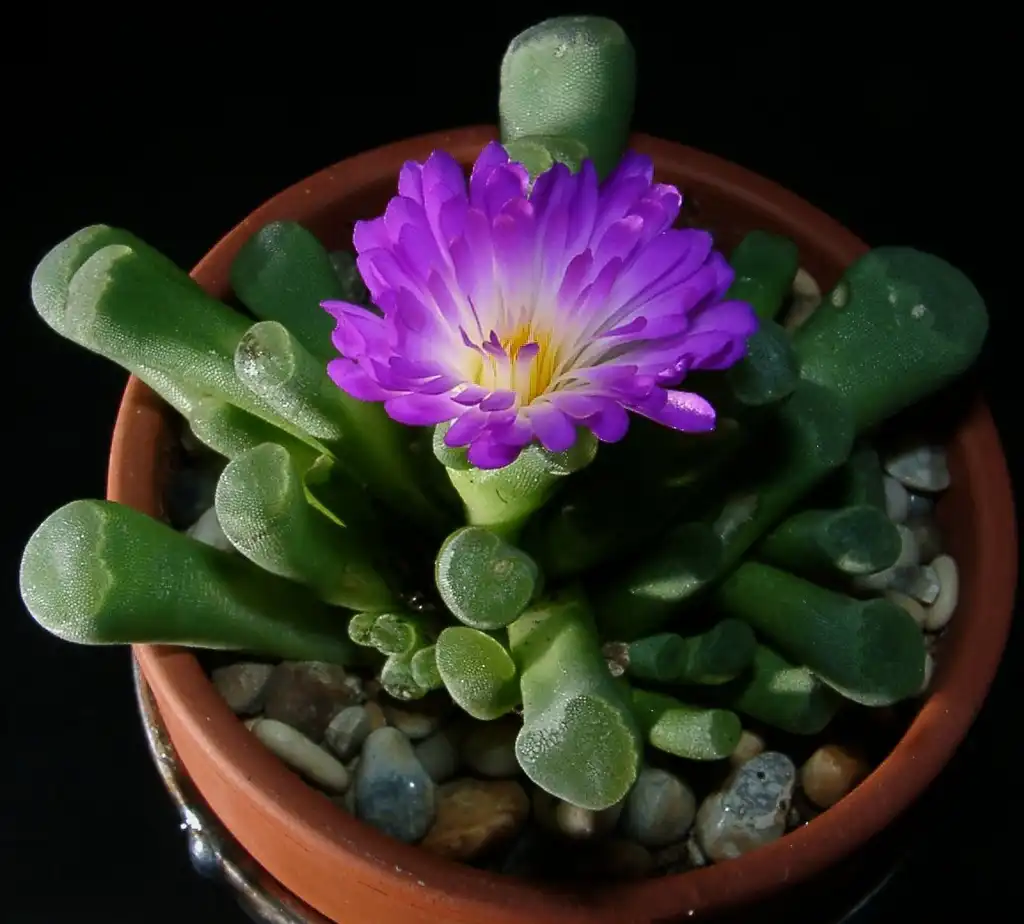 Foto de Frithia pulchra - Form:Christer Johansson