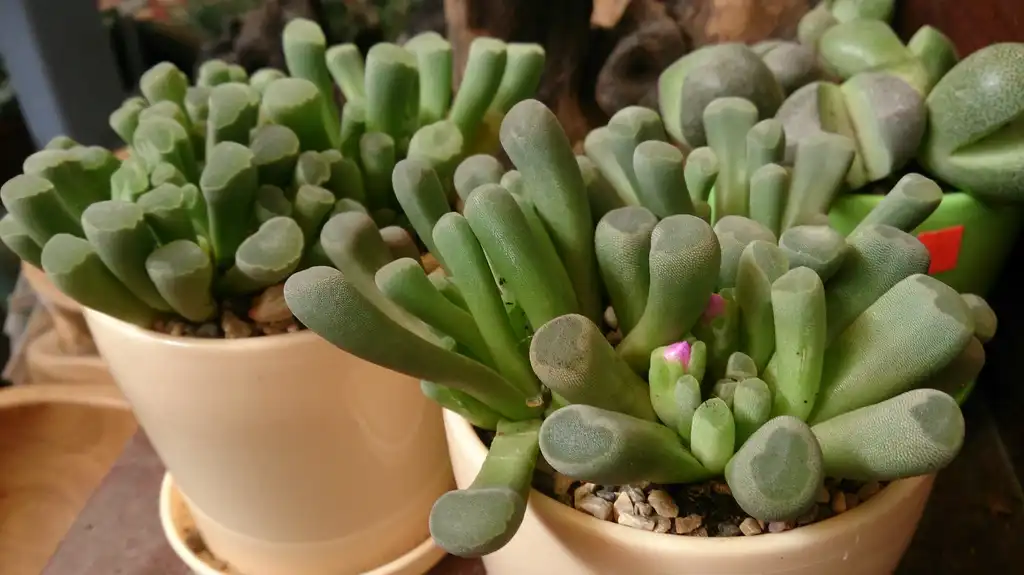 Foto de Frithia pulchra - Form:Mokkie