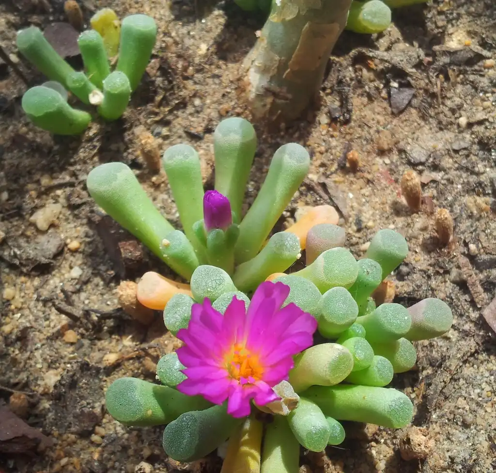 Foto de Frithia pulchra - Form:S Molteno