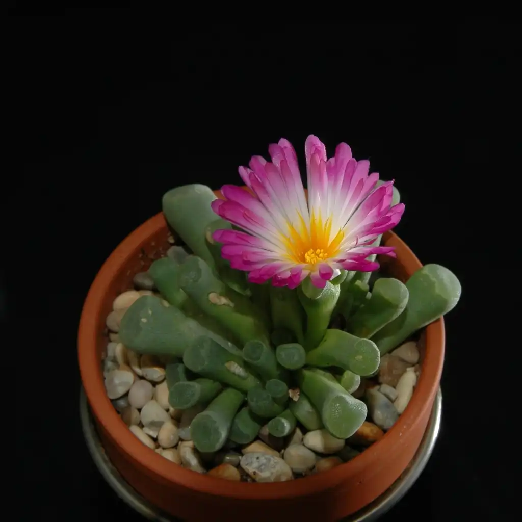 Foto de Frithia pulchra - Form:Christer Johansson