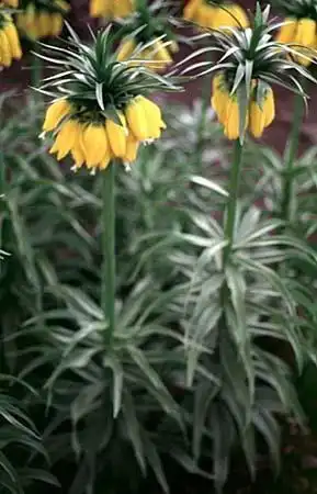 Foto de Fritillaria imperialis (Fritillaria imperialiss)