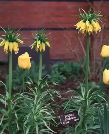 Foto de Fritillaria imperialis (Fritillaria imperialiss)