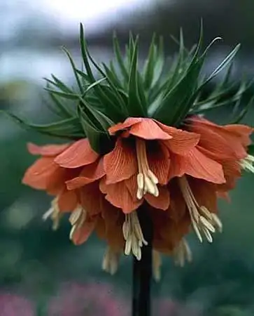 Foto de Fritillaria imperialis - :