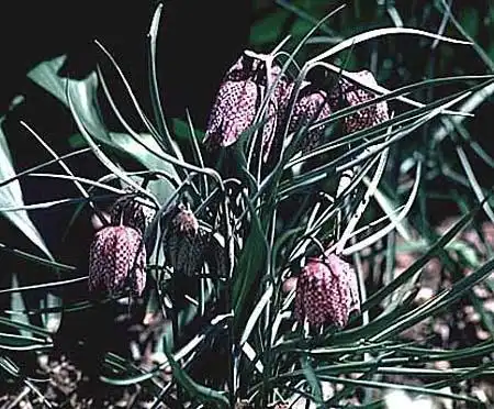 Фото Fritillaria meleagris (Fritillaria meleagriss)