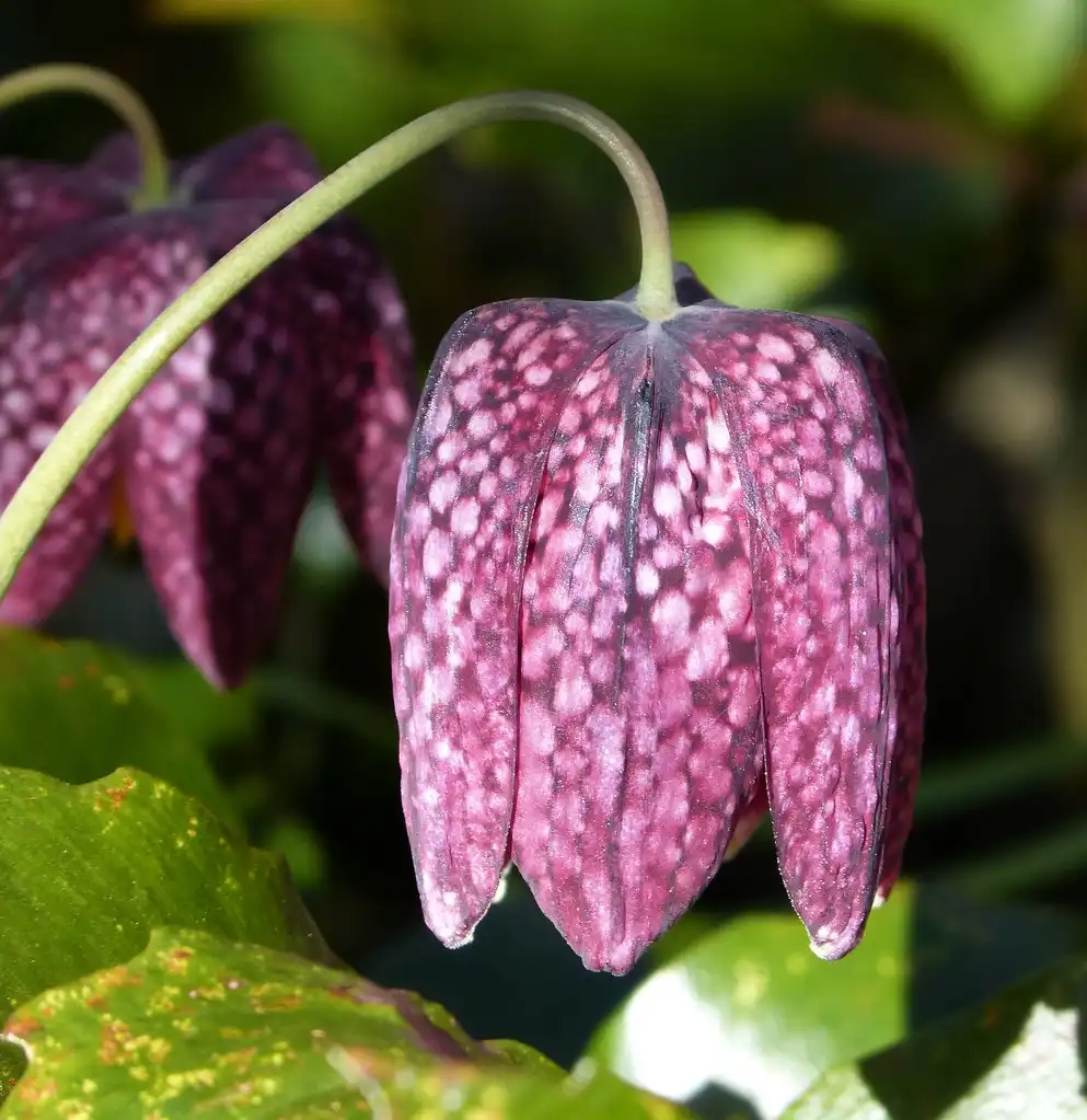 Фото Fritillaria meleagris (Fritillaria meleagriss)