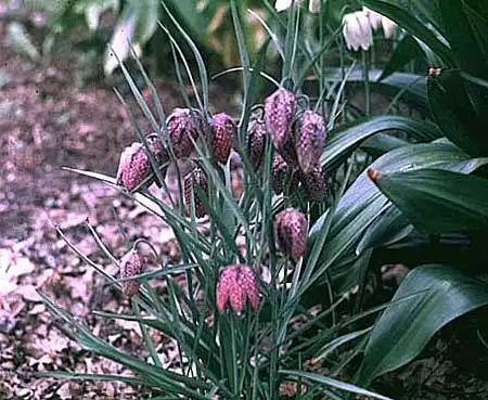 Фото Fritillaria meleagris - :