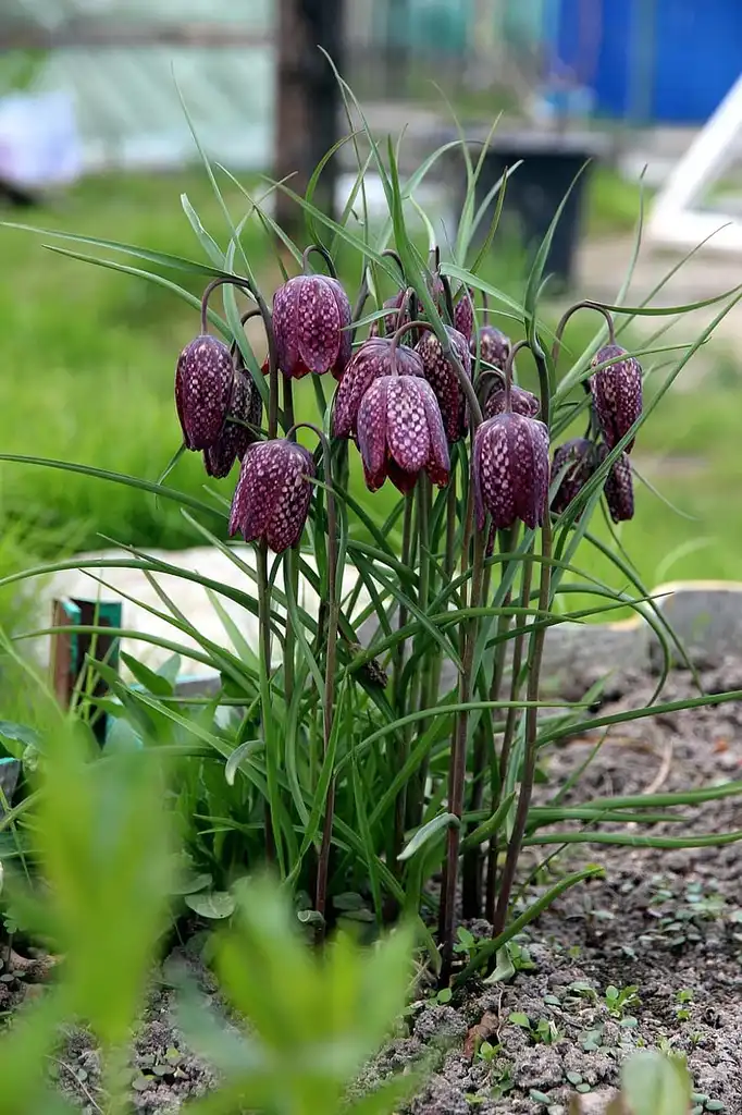 Фото Fritillaria meleagris - Flowers: