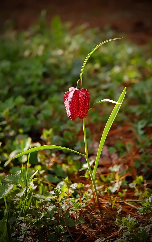 Фото Fritillaria meleagris - Stem formation:Matyas Varga