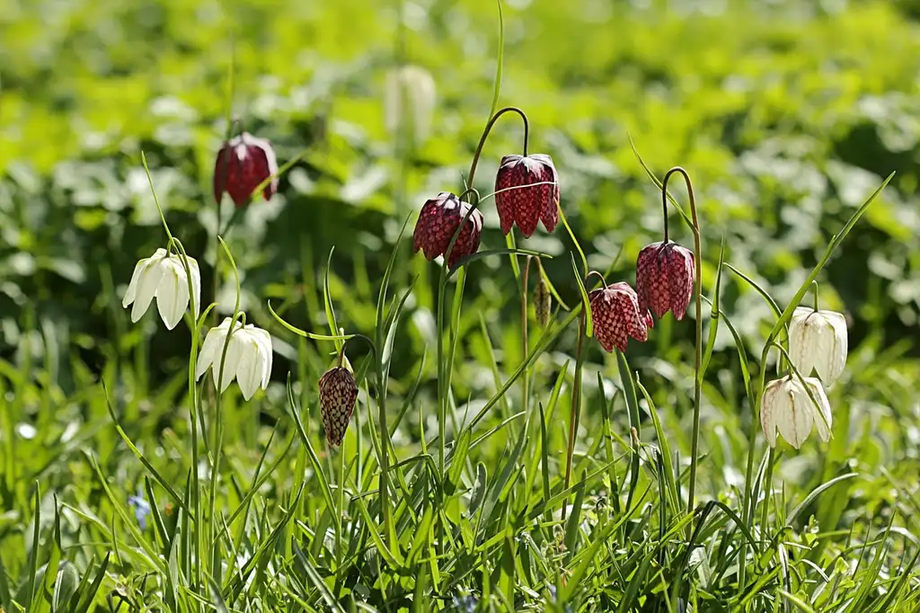 Фото Fritillaria meleagris - Various cultivars:Oldiefan, Pixabay
