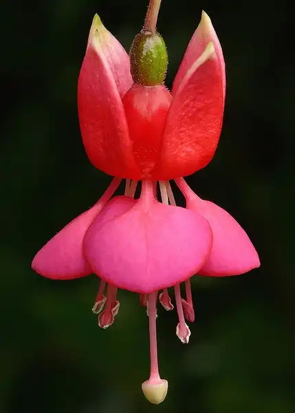 Photo of Fuchsia x hybrida (Fuchsia x hybridas)