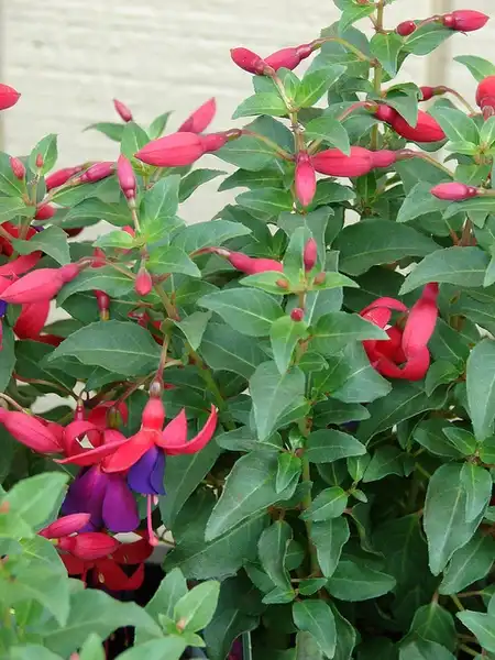 Photo of Fuchsia x hybrida (Fuchsia x hybridas)