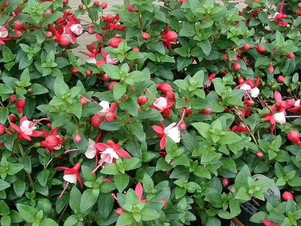 Photo of Fuchsia x hybrida - :Forest and Kim Starr