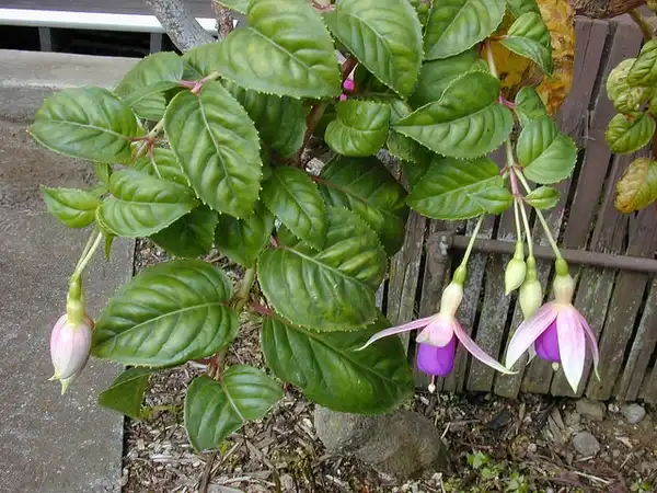 Photo of Fuchsia x hybrida - :Forest and Kim Starr