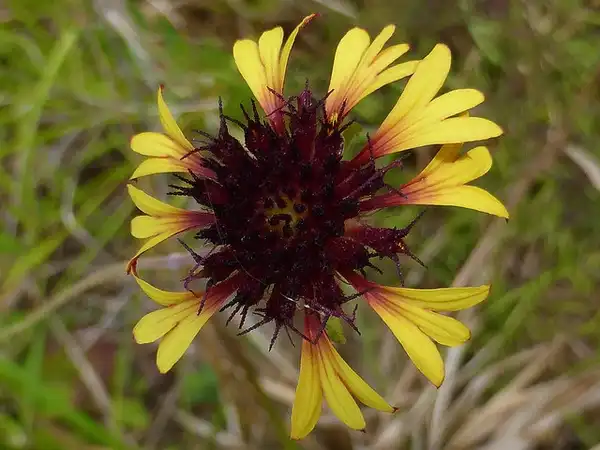 Фото Gaillardia aestivalis (Gaillardia aestivaliss)