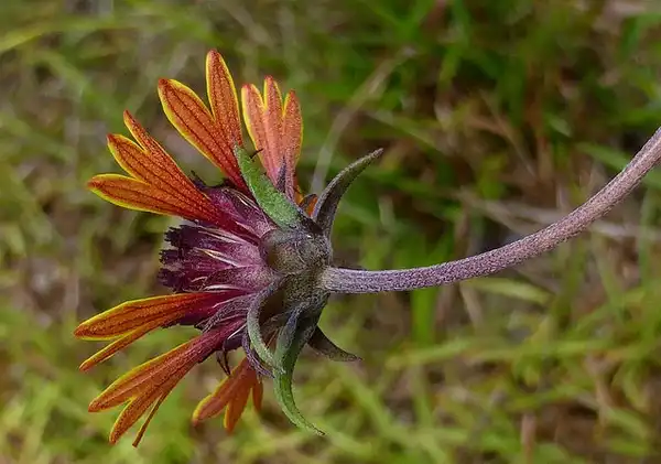 Фото Gaillardia aestivalis (Gaillardia aestivaliss)