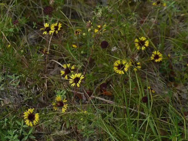Фото Gaillardia aestivalis - Flowers:Eleanor