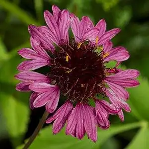 Фото Gaillardia aestivalis - Grape Sensation bloom detail:Debbie Roos