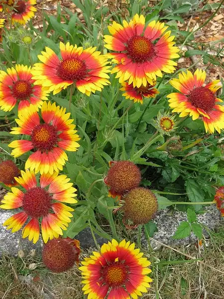 Foto de Gaillardia pulchella (Gaillardia pulchellas)