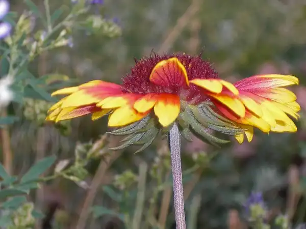 Foto de Gaillardia pulchella (Gaillardia pulchellas)