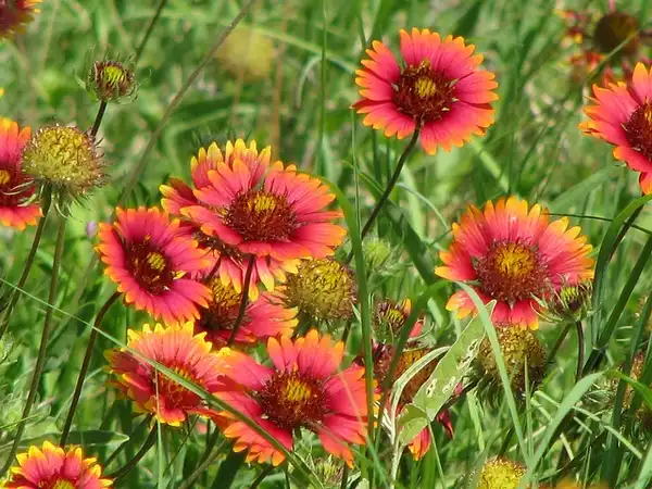 Foto de Gaillardia pulchella - :mlhradio