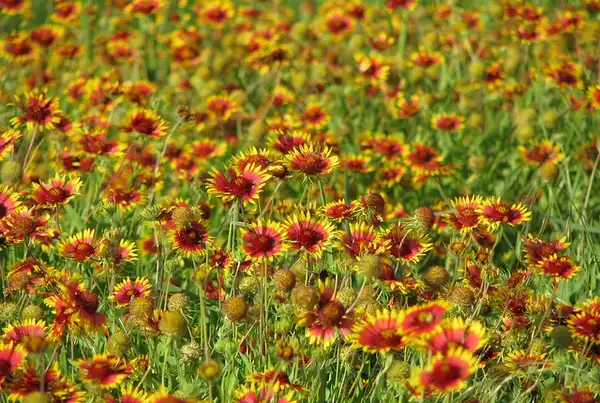 Foto de Gaillardia pulchella - :mlhradio